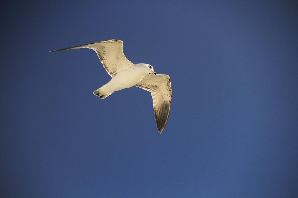Seagull Blue Sky Bird Marine Water Clouds White Seagull Blue Sky Bird Marine Water Clouds White