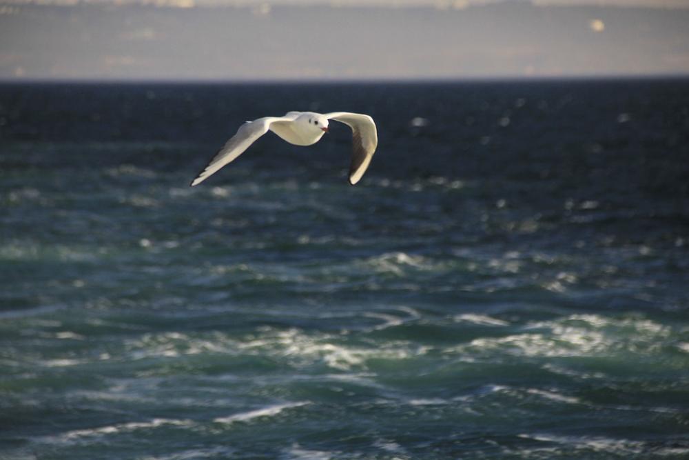 Seagull Blue Bird Marine Nature Sky Clouds Seagull Blue Bird Marine Nature Sky Clouds