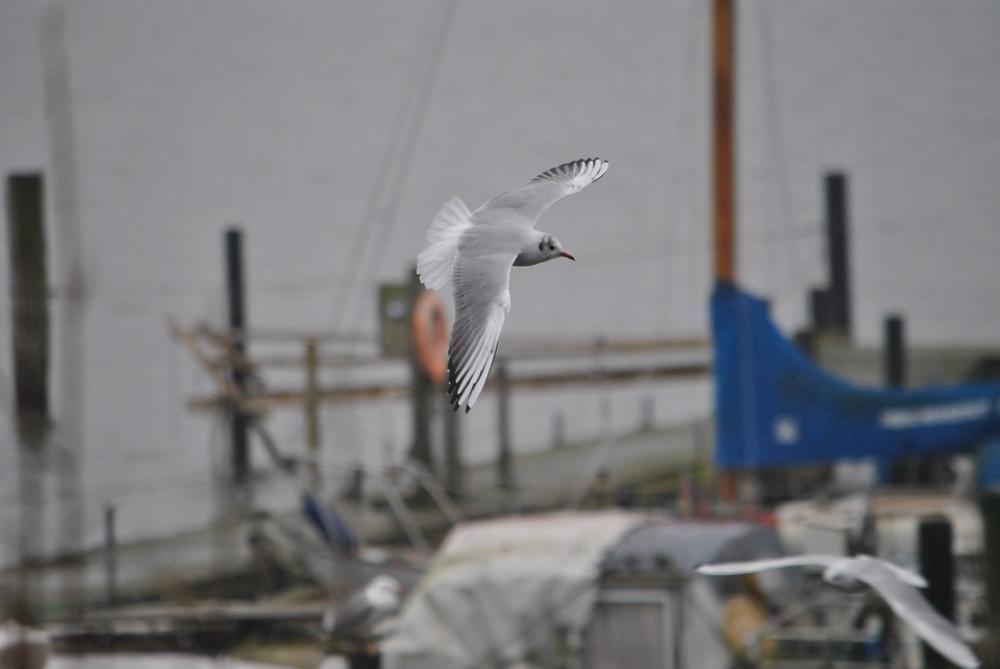 Seagull Bird Wing Sea Flying Nature Escape Sky Seagull Bird Wing Sea Flying Nature Escape Sky