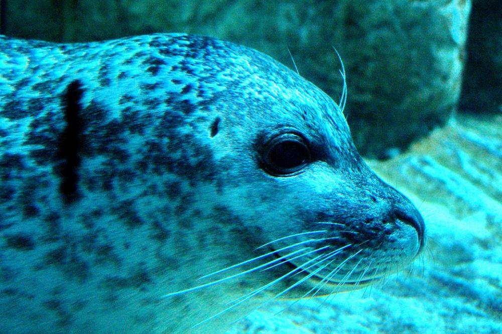 Seal Underwater Blue Green Turquoise Water Sand Seal Underwater Blue Green Turquoise Water Sand