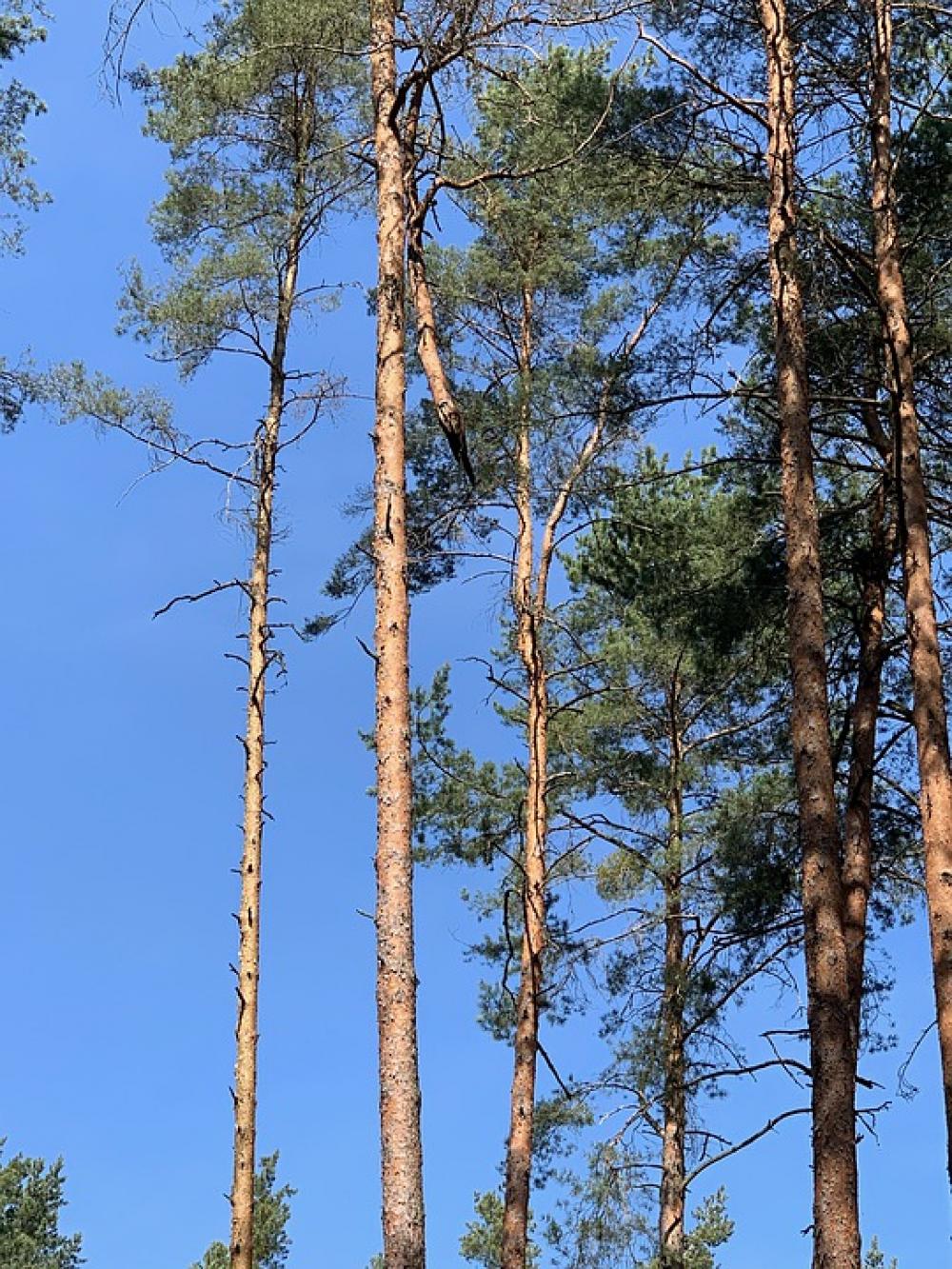 Sky Blue Sky Nature Morning Atmosphere Still Sky Blue Sky Nature Morning Atmosphere Still