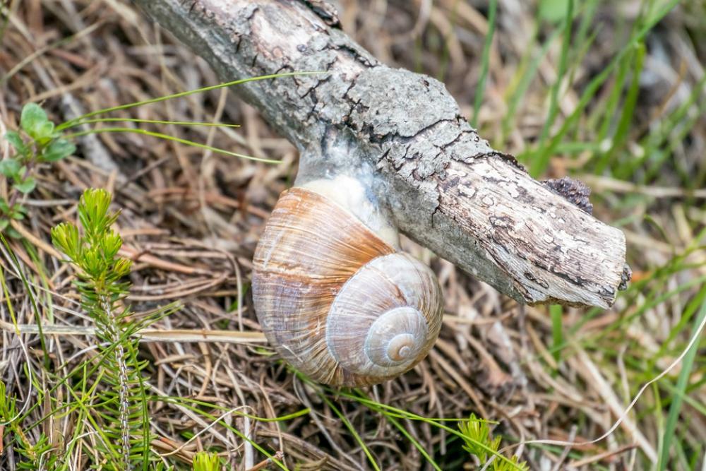 Snail Nature Animal Shell Spiral Mollusk Slowly Snail Nature Animal Shell Spiral Mollusk Slowly
