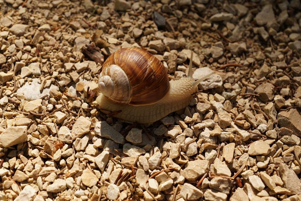 Snail Crawl Mollusk Slowly Nature Animal Road Snail Crawl Mollusk Slowly Nature Animal Road