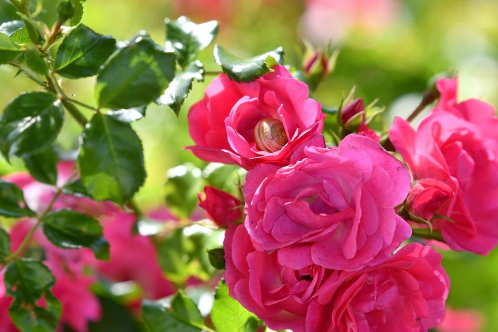 Snail Nature Flower Spring Plant Flowers Snail Nature Flower Spring Plant Flowers
