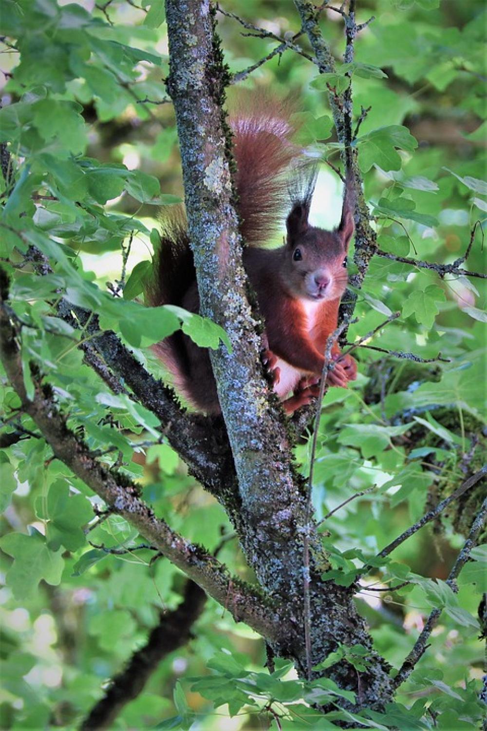Squirrel Rodent Tree Nature Squirrel Rodent Tree Nature