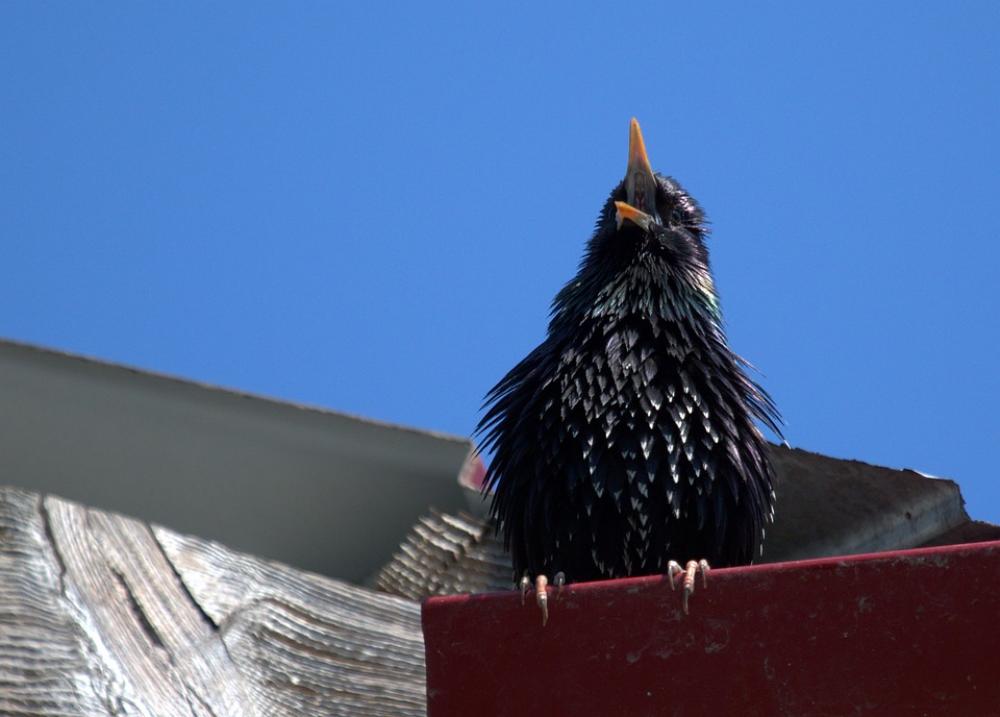 Starling Birds The Song Mating Starling Birds The Song Mating