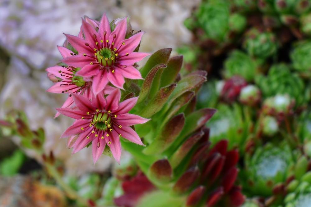 Stone Garden Houseleek Blossom Bloom Close Up Pink Stone Garden Houseleek Blossom Bloom Close Up Pink