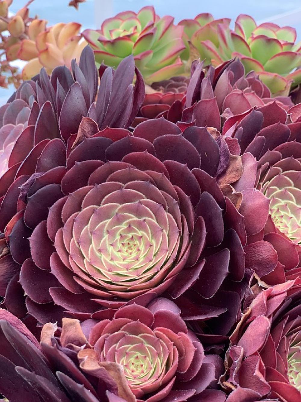 Succulent Crystal Pier California Beach Landscape Succulent Crystal Pier California Beach Landscape