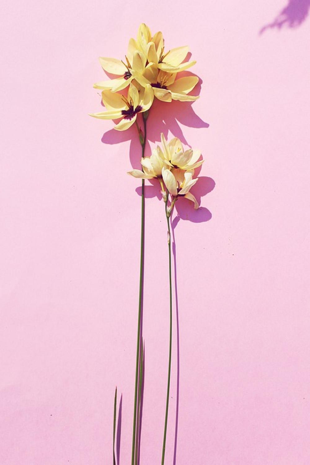 Summer Spring Nature Flower Yellow Pink Summer Spring Nature Flower Yellow Pink