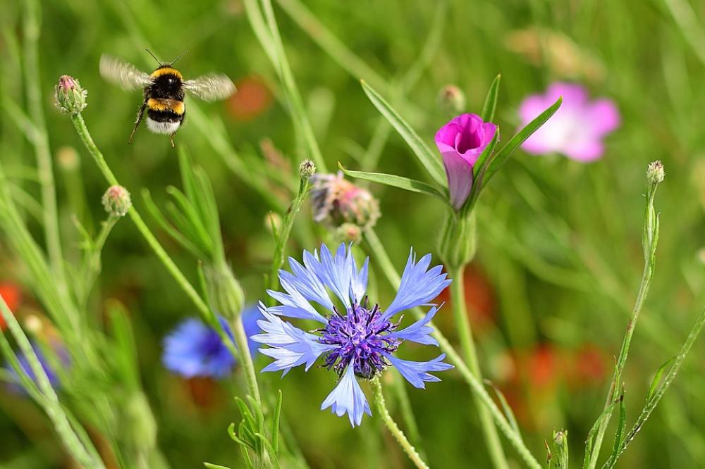 Summer Flower Meadow Hummel Nature Meadow Garden Summer Flower Meadow Hummel Nature Meadow Garden