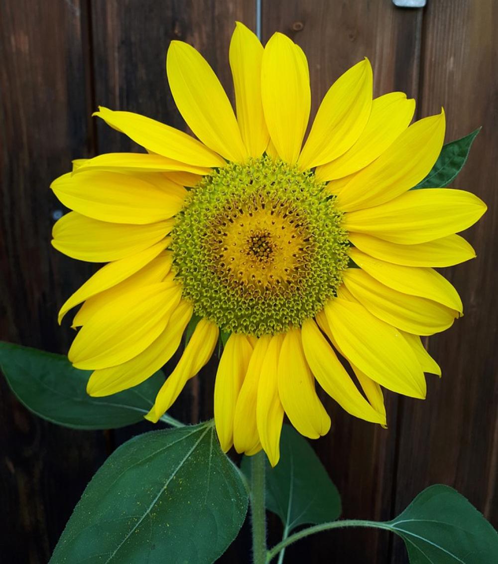Sunflower Nature Yellow Blossom Bloom Summer Sunflower Nature Yellow Blossom Bloom Summer