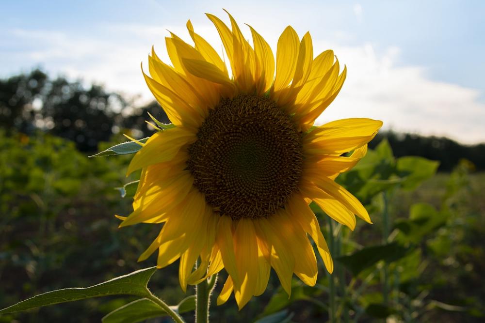 Sunflower Yellow Flower Nature Bloom Flora Sunny Sunflower Yellow Flower Nature Bloom Flora Sunny
