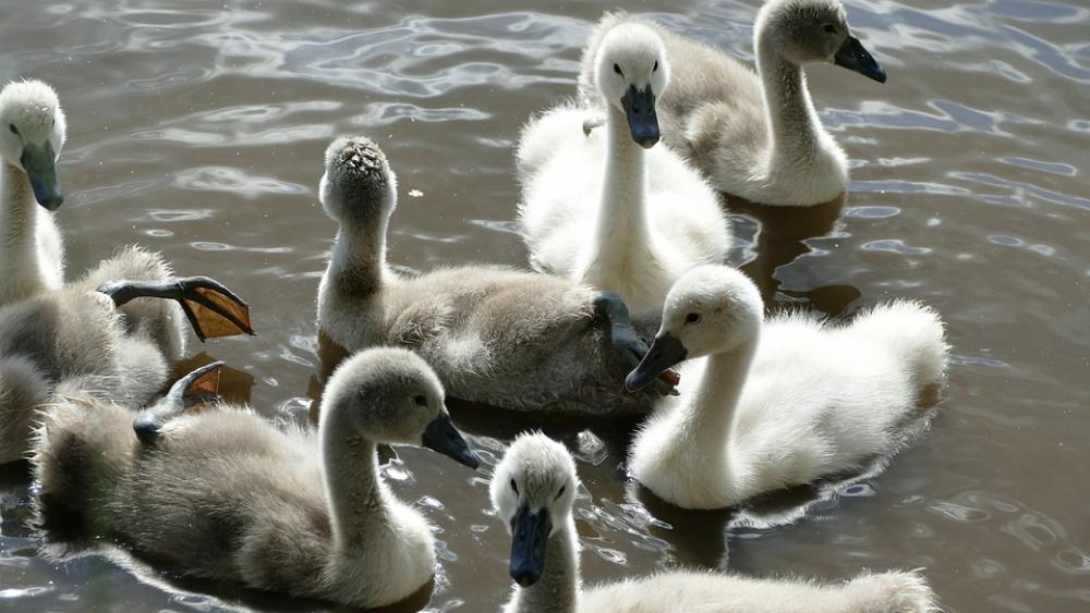 Swans Young Animals Swan Bird Nature Animal World Swans Young Animals Swan Bird Nature Animal World