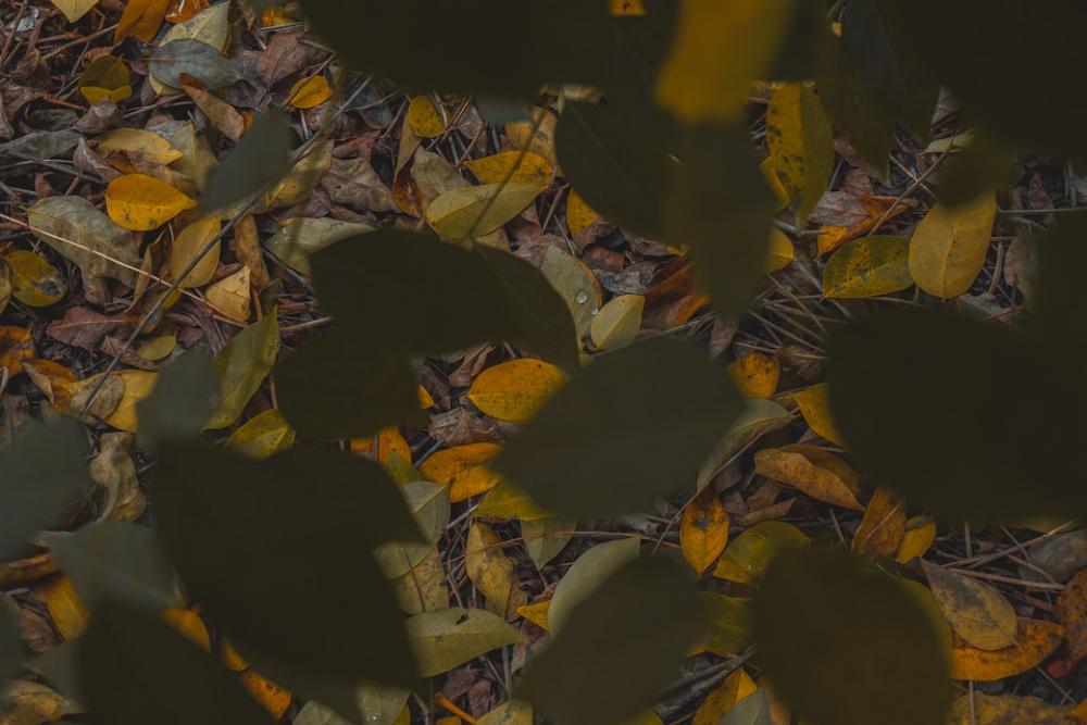 The Leaves Dry Leaves Fallen Leaves Autumn Brown The Leaves Dry Leaves Fallen Leaves Autumn Brown