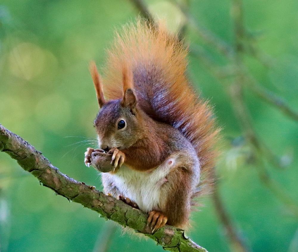 The Squirrel Rusty Rodent Animal Branch Tree The Squirrel Rusty Rodent Animal Branch Tree