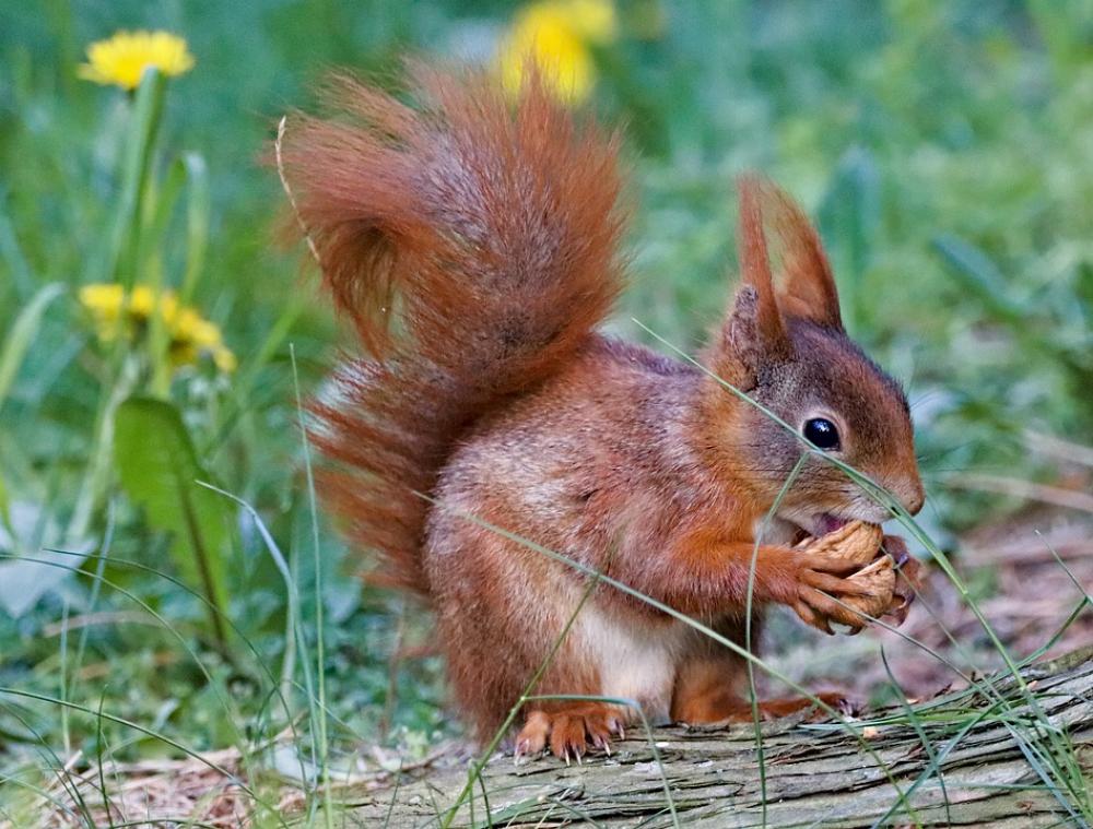 The Squirrel Cub Mammal Rodent Animal Nature The Squirrel Cub Mammal Rodent Animal Nature