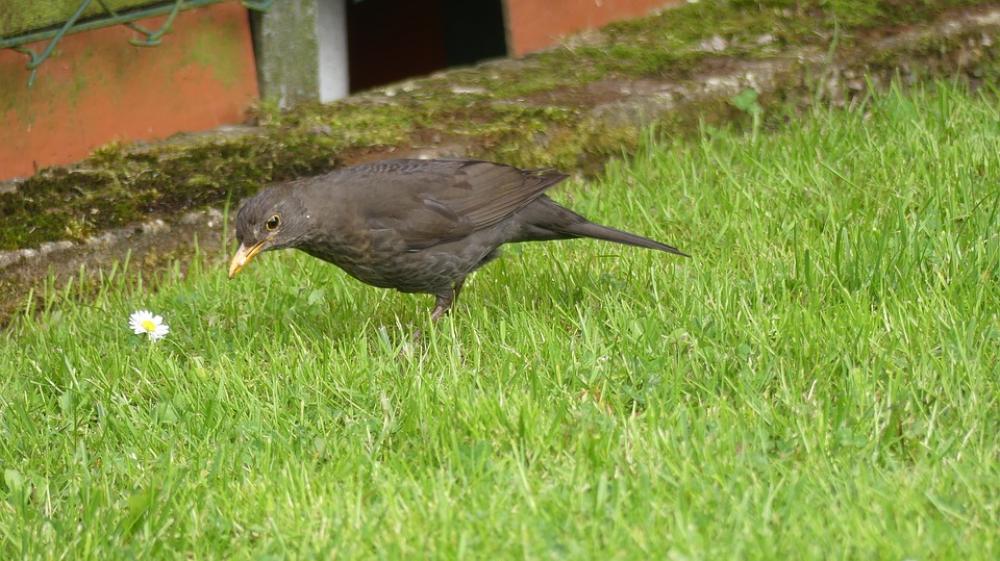 Throttle Rush Bird Foraging Blackbird Throttle Rush Bird Foraging Blackbird
