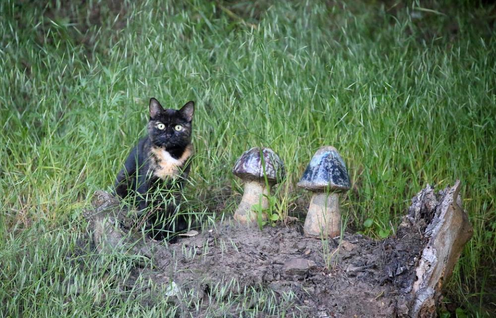 Tortoise Shell Cat Domestic Cat Pet Mushrooms Log Tortoise Shell Cat Domestic Cat Pet Mushrooms Log