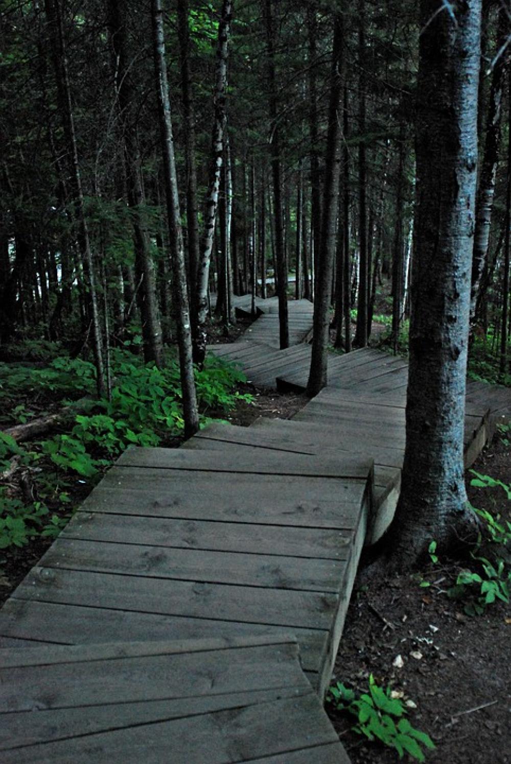Trail Journey Woods Downhill Pathway Outdoor Trail Journey Woods Downhill Pathway Outdoor