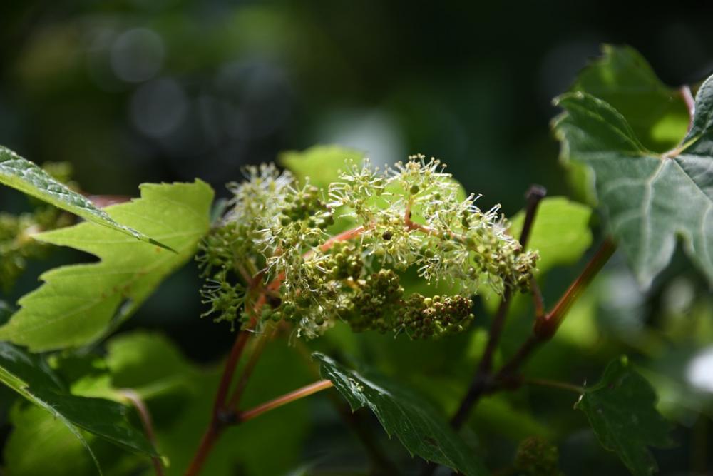 Vine Grape Unripe New Bud Vine Grape Unripe New Bud
