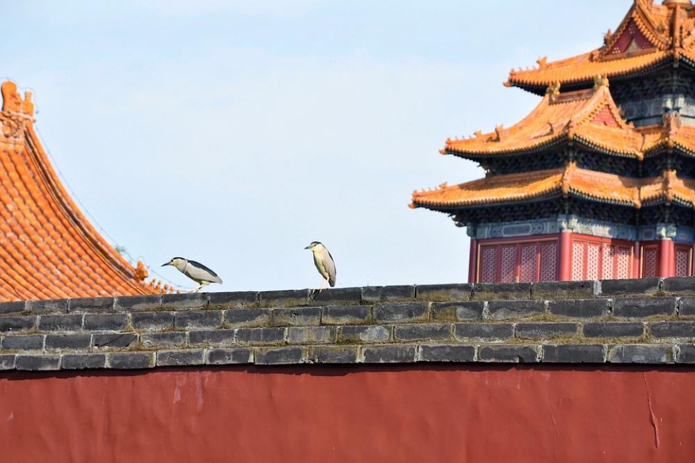 Wall Bird Background Animal Night Heron Wall Bird Background Animal Night Heron
