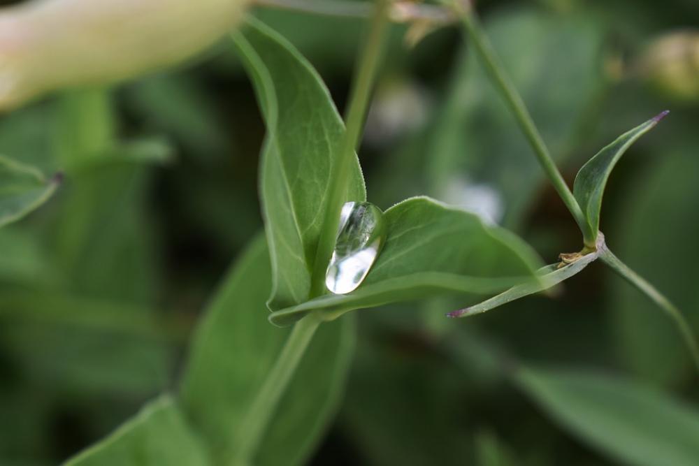 Water Drop Morning Dew Dewdrop Dew Nature Morning Water Drop Morning Dew Dewdrop Dew Nature Morning