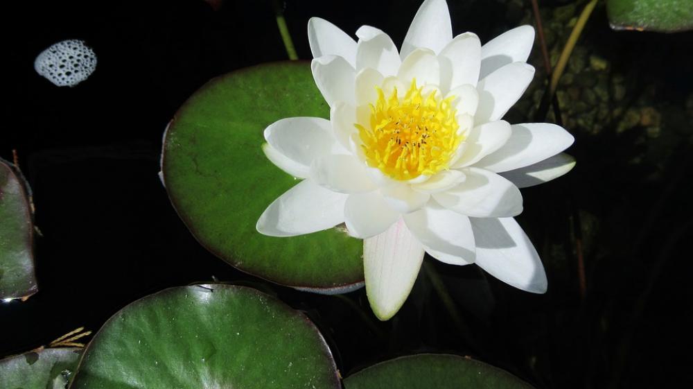 Water Lily White Lotus Water Bloom Pond Blossom Water Lily White Lotus Water Bloom Pond Blossom