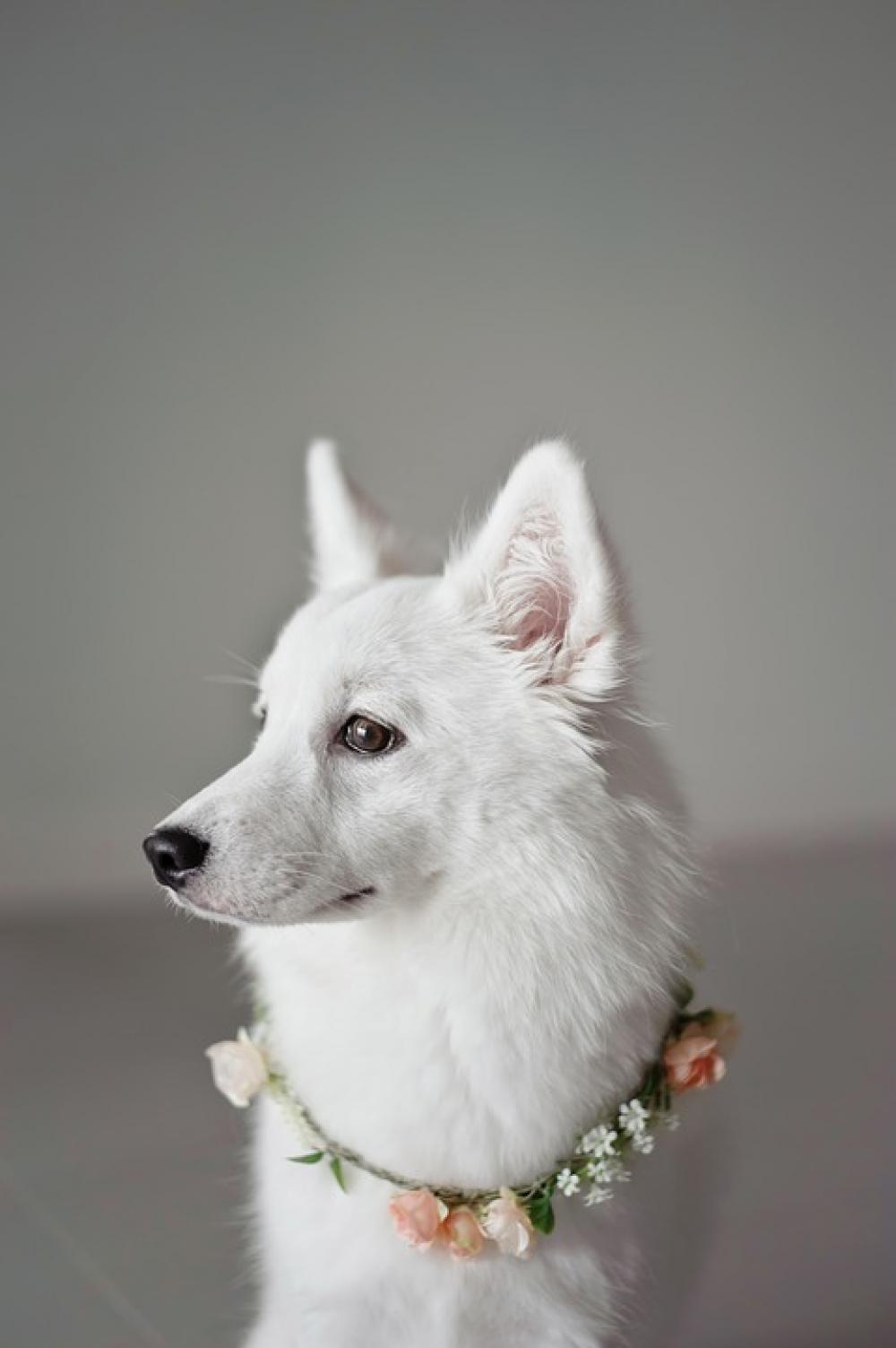 White Puppy Canine Companion Animal Dog White Puppy Canine Companion Animal Dog