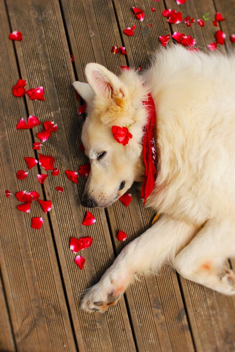 White Dog Dog Animals Animal Swiss White Shepherd White Dog Dog Animals Animal Swiss White Shepherd