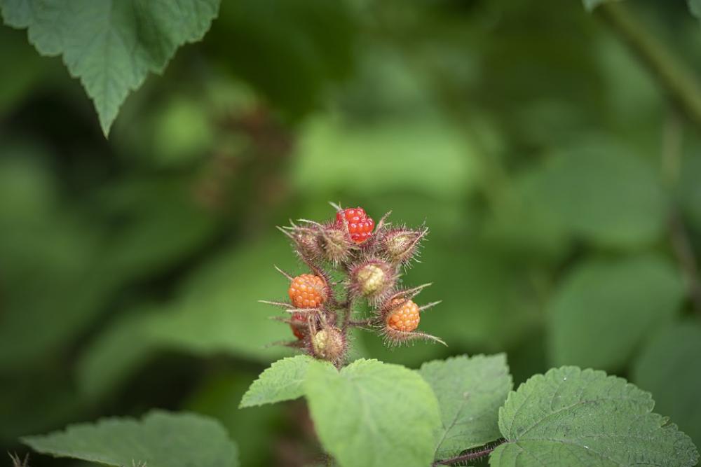 Wild Red Berry North Carolina Berries Wild Red Berry North Carolina Berries