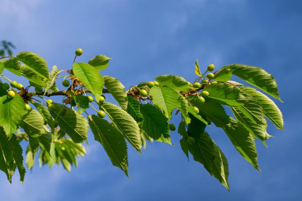 Wild Cherry Green Cherries Cherry Tree Green Spring Wild Cherry Green Cherries Cherry Tree Green Spring
