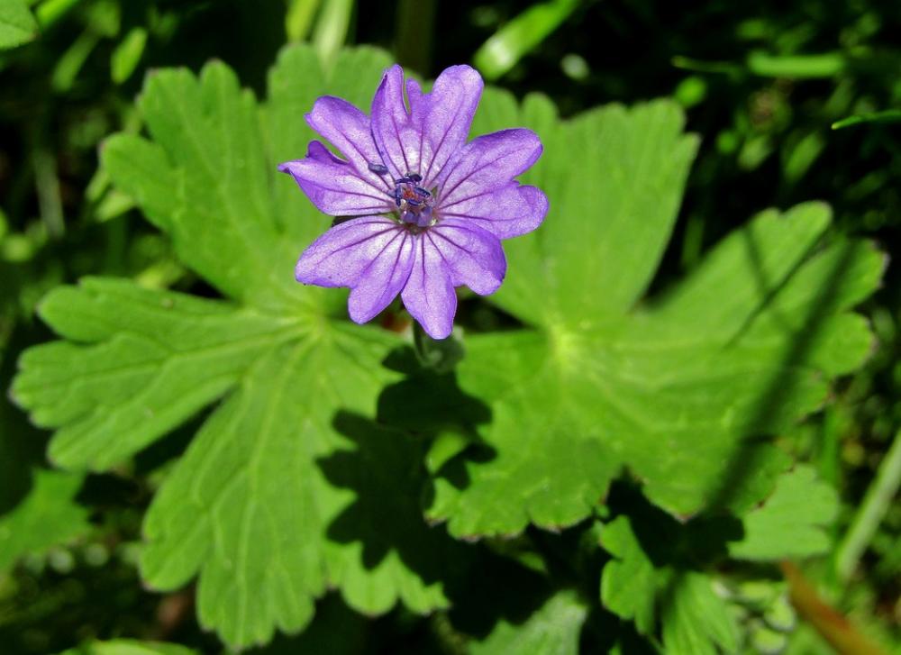 Wild Mallow Purple Flower Single Flower Green Leaves Wild Mallow Purple Flower Single Flower Green Leaves