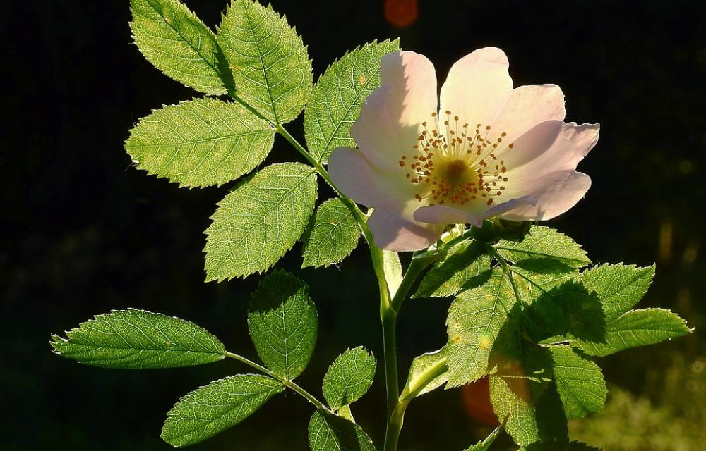 Wild Rose Light Foliage Figure Spring Wild Rose Light Foliage Figure Spring