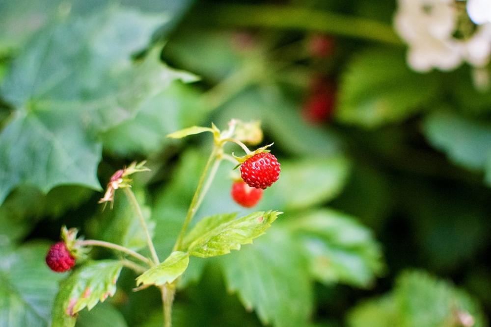 Wild Strawberry Nature Garden Berry Sweet Summer Wild Strawberry Nature Garden Berry Sweet Summer