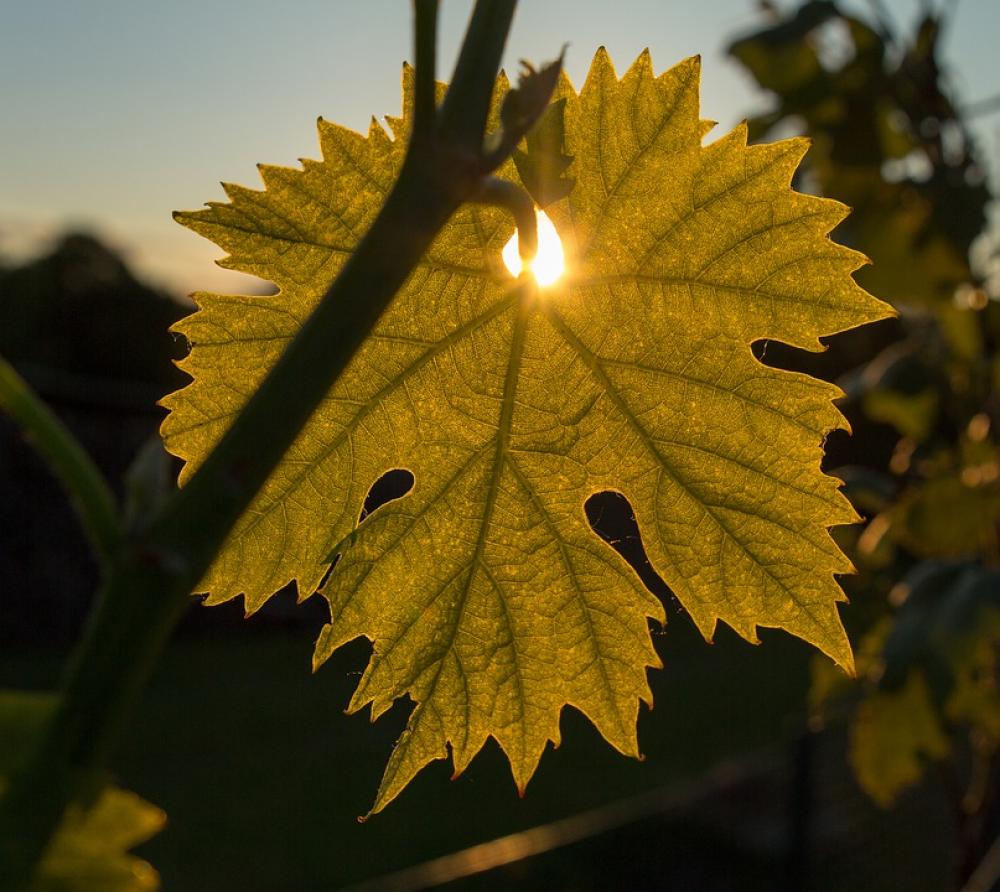 Wine Wine Leaf Sun Sunbeam Sunset Evening Wine Wine Leaf Sun Sunbeam Sunset Evening