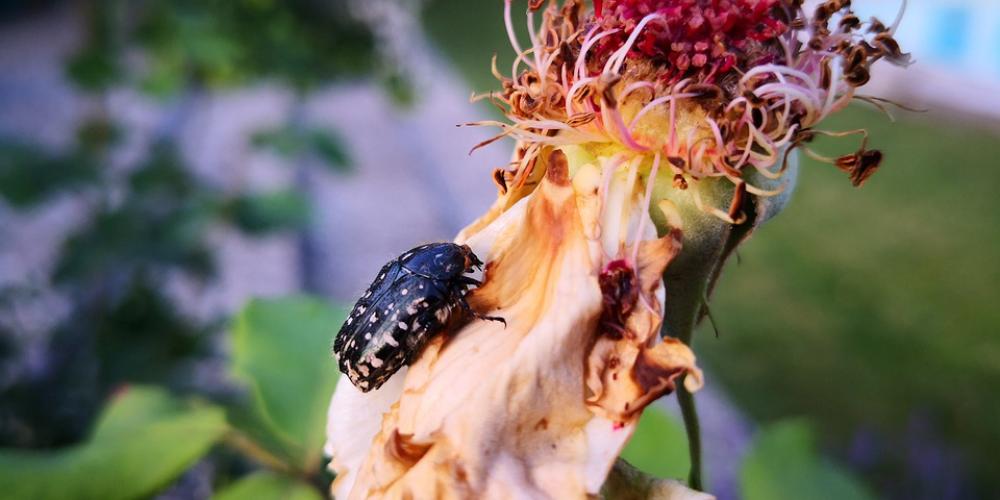 Withered Rose Beetle Rose Insect Withered Rose Beetle Rose Insect