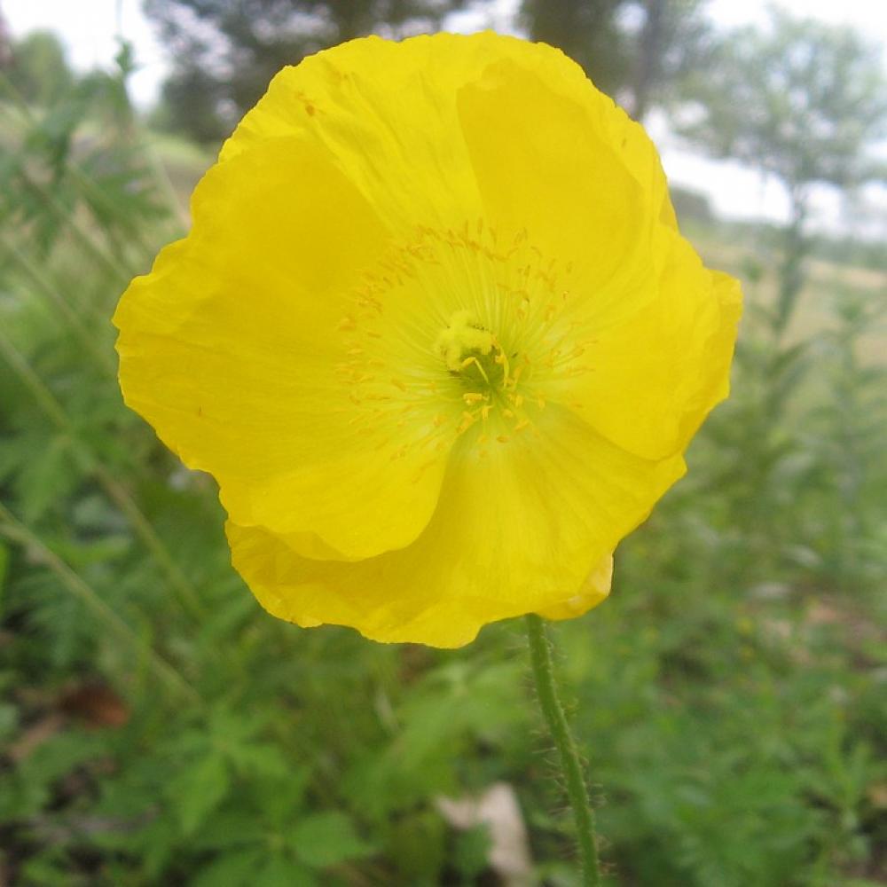 Yellow Poppy Flower Macro Nature Garden Blooming Yellow Poppy Flower Macro Nature Garden Blooming