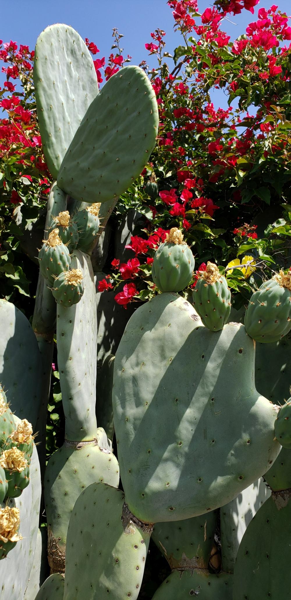 Bougainvillea And Cactus Bougainvillea And Cactus