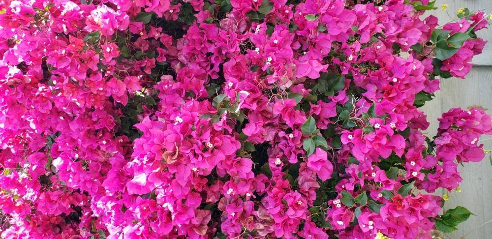 Bougainvillea Bush Bougainvillea Bush