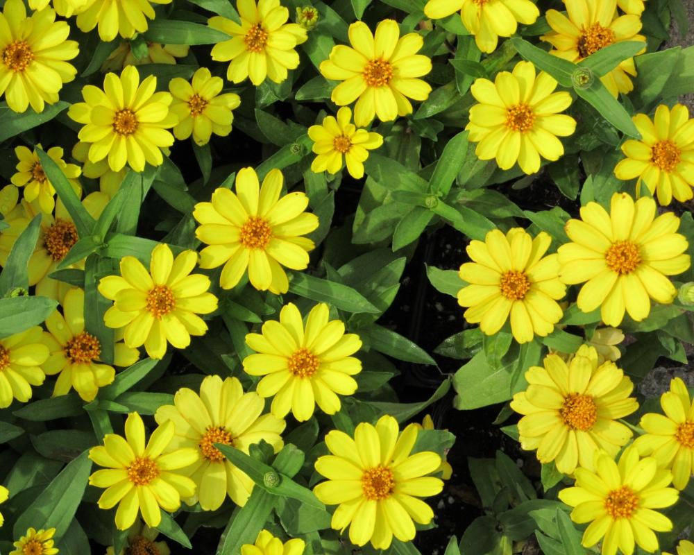 Daisies Daisies