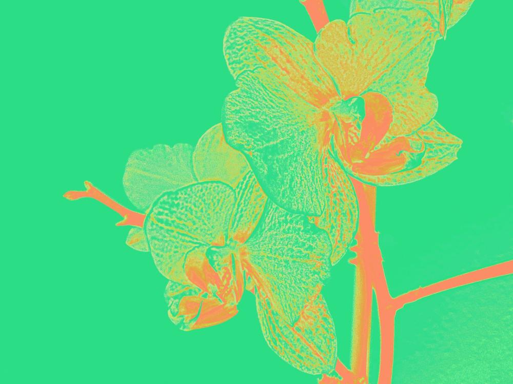 Isolated Orchid Isolated Orchid