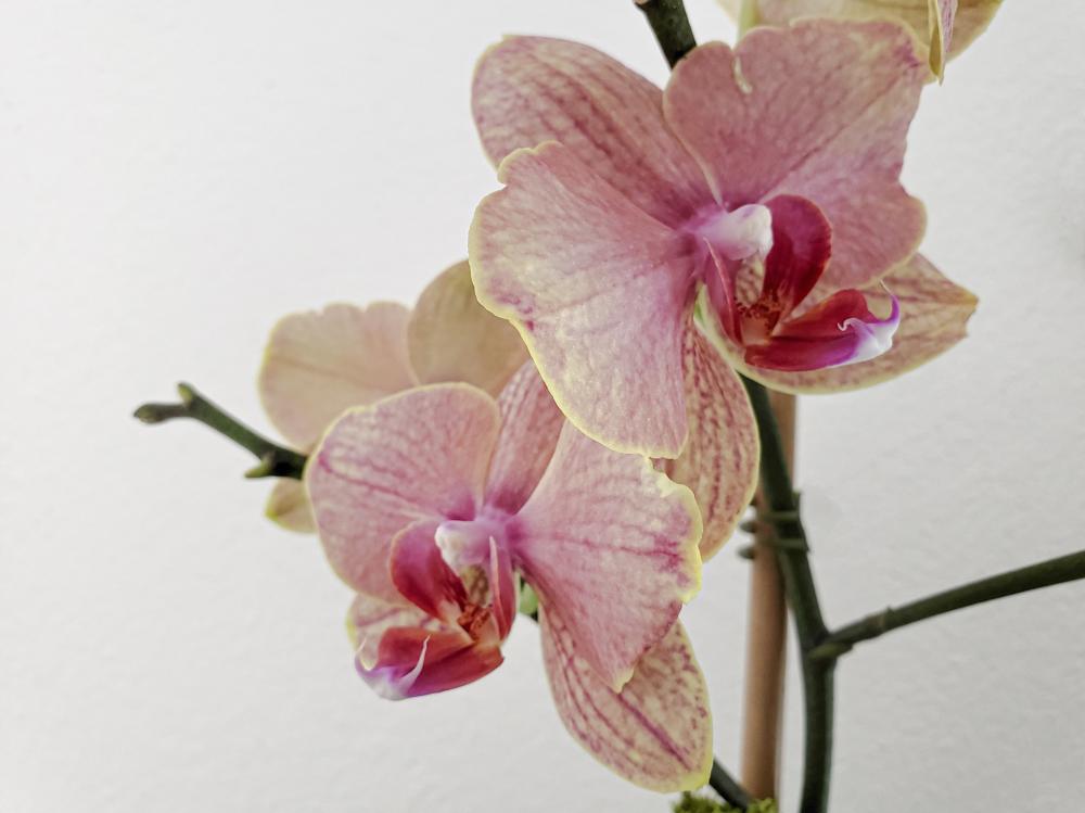 Isolated Orchid Isolated Orchid