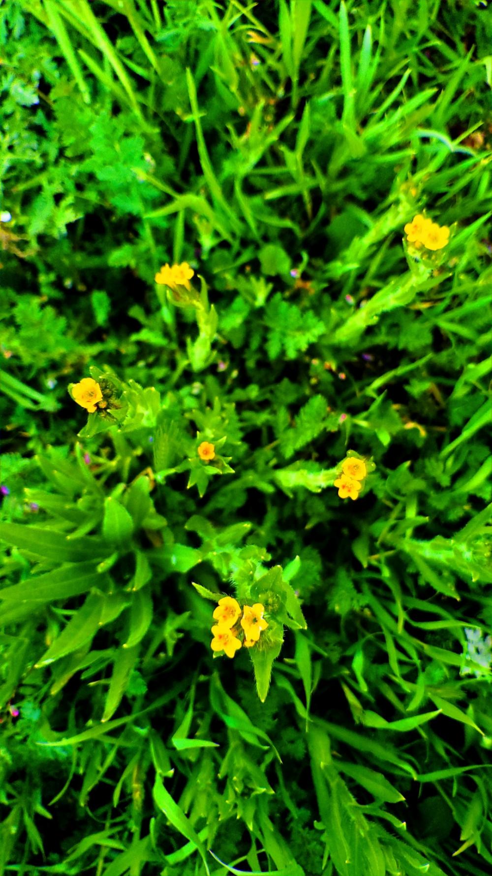 Musk Monkey Flower Musk Monkey Flower