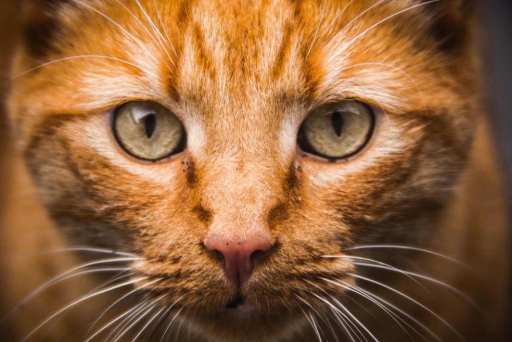 cat eyes whiskers pet animals cat eyes whiskers pet animals