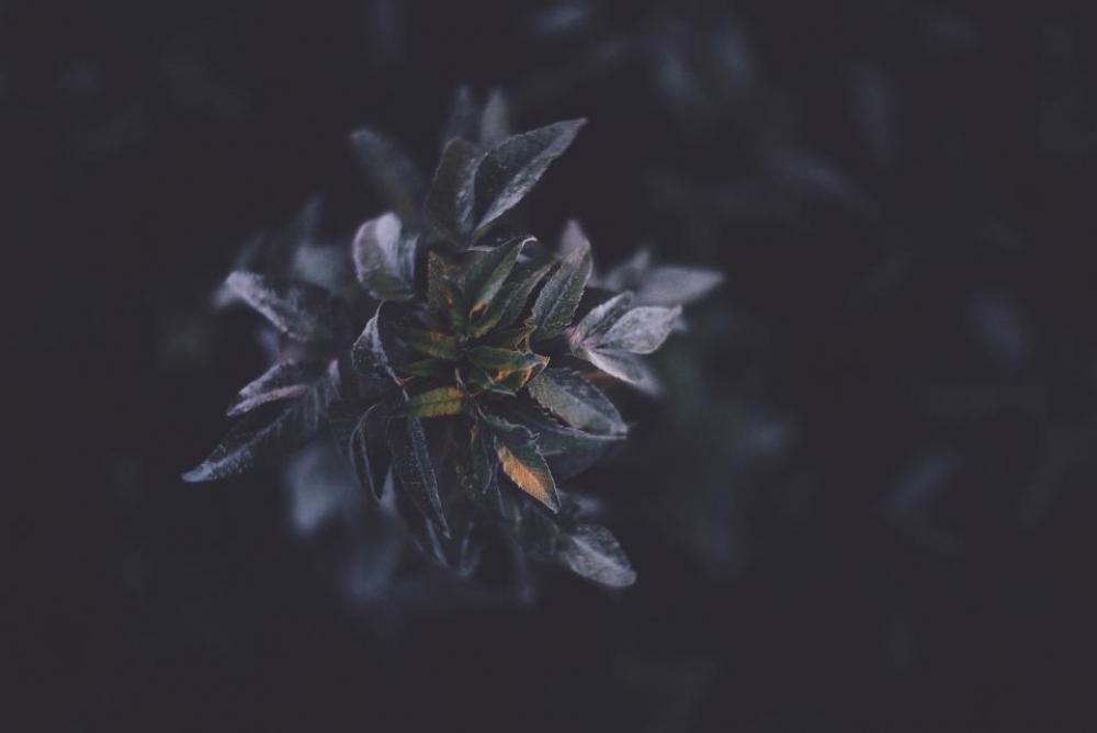 flower nature leaves violet dark flower nature leaves violet dark