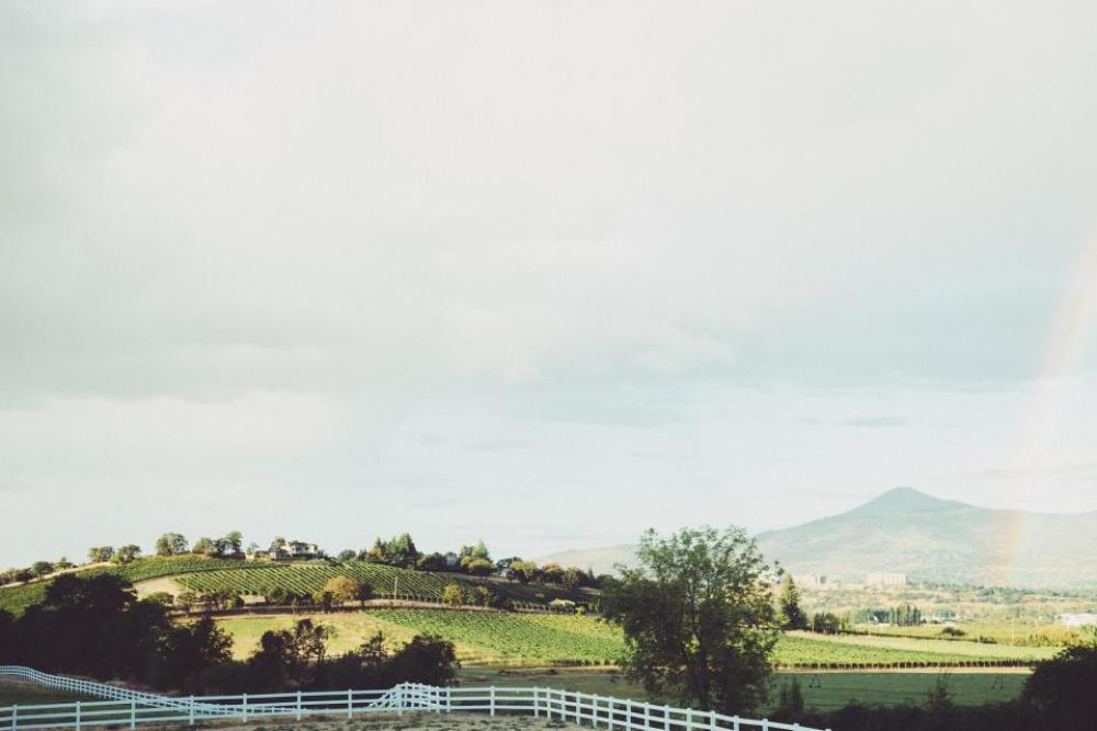 vineyard farm country grass fields vineyard farm country grass fields
