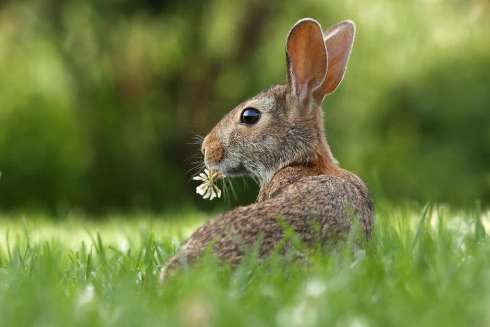 green grass lawn nature outdoor green grass lawn nature outdoor