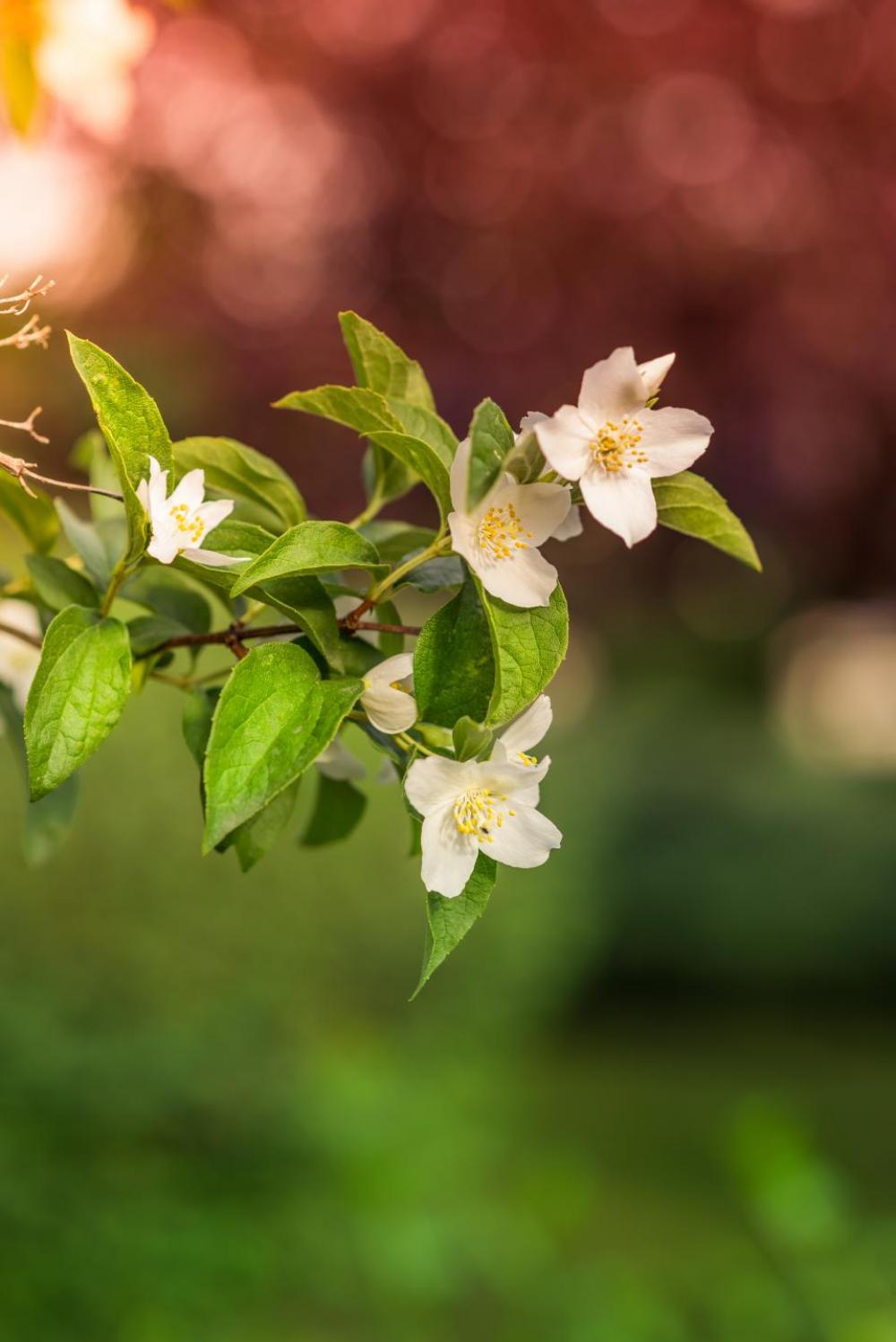 flower bloom petal nature plant flower bloom petal nature plant