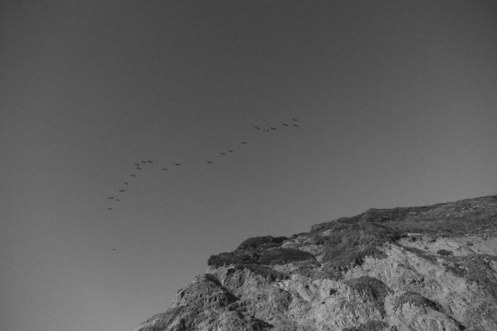birds flock flying animals sky birds flock flying animals sky