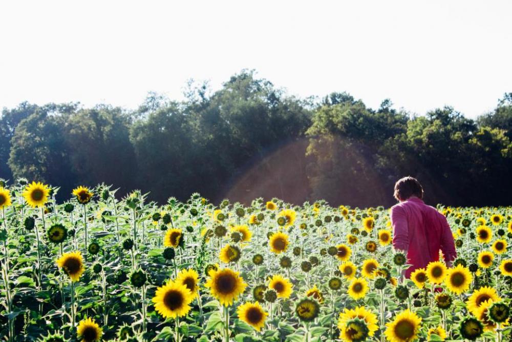 sunflowers garden plants green nature sunflowers garden plants green nature